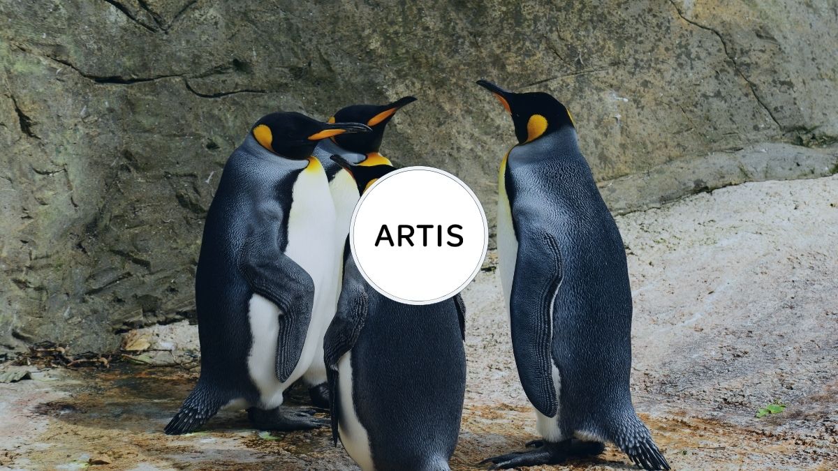 HOMiES Bedrijfsprofiel Artis