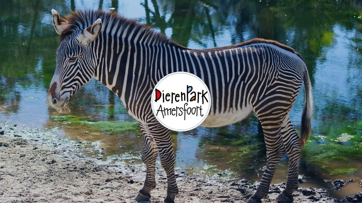 HOMiES Bedrijfsprofiel Dierenpark Amersfoort