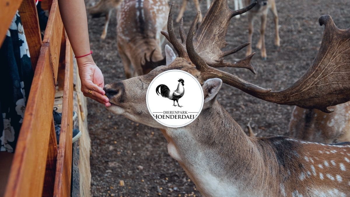 HOMiES Bedrijfsprofiel Dierenpark Hoenderdaell