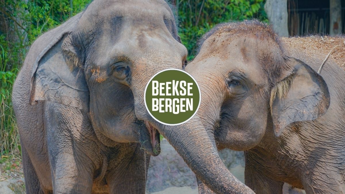 HOMiES Bedrijfsprofiel Safaripark Beekse Bergen