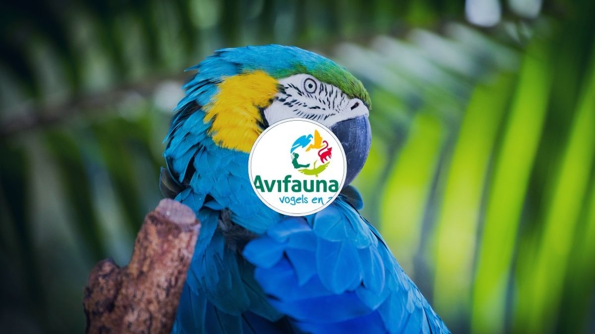 HOMiES Bedrijfsprofiel Vogelpark Avifauna