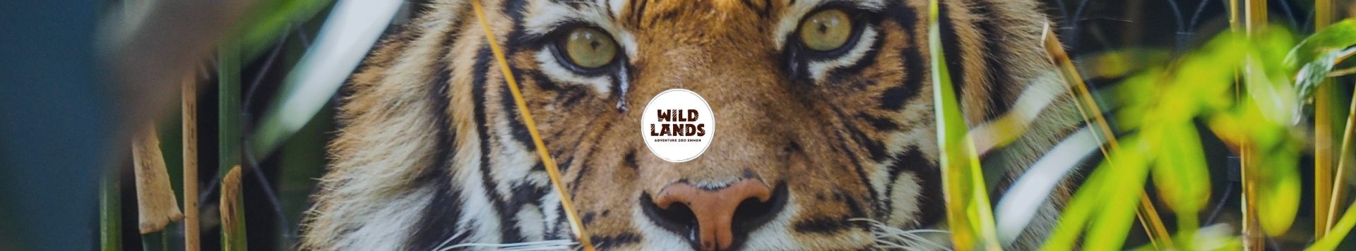 HOMiES Bedrijfsprofiel Wildlands