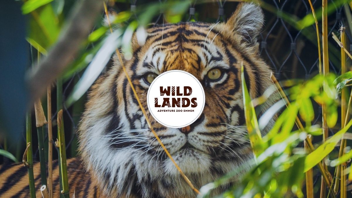 HOMiES Bedrijfsprofiel Wildlands