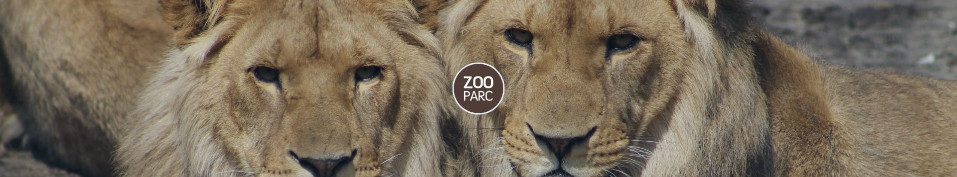 HOMiES Bedrijfsprofiel ZooParc Overloon