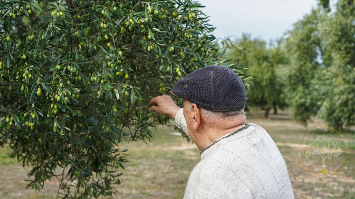 L’Oro Verde di Puglia 2